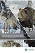 Watch Wolf vs Bear Vodly