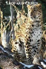 Watch Leopard Queen Vodly