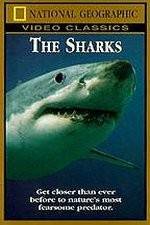 Watch National Geographic The Sharks Vodly