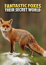 Watch Vodly Fantastic Foxes: Their Secret World Online