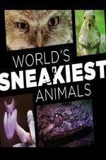 Watch World's Sneakiest Animals Vodly