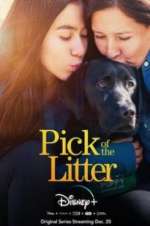 Watch Pick of the Litter Vodly