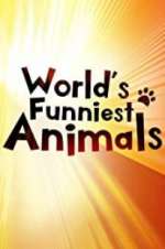 Watch Vodly The World\'s Funniest Animals Online