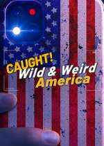 Watch Vodly Wild & Weird America Online