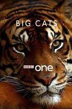 Watch Big Cats Vodly