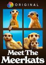 Watch Vodly Meet the Meerkats Online