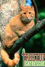 Watch Treetop Cat Rescue Vodly