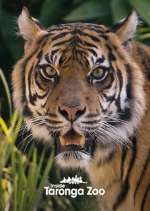 Watch Vodly Inside Taronga Zoo Online