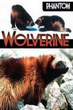 Watch National Geographic Phantom Wolverine Vodly