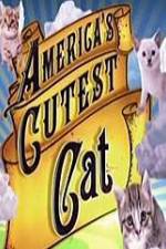 Watch America's Cutest Cat Vodly