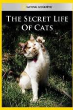 Watch National Geographic The Secret Life of Cats Vodly