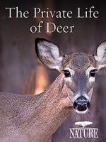 Watch The Private Life of Deer Vodly
