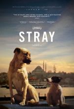 Watch Stray Vodly