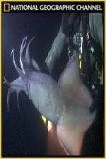 Watch National Geographic Hooked Squid Invasion Vodly