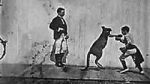 Watch The Boxing Kangaroo (Short 1896) Vodly