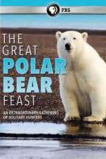 Watch The Great Polar Bear Feast Vodly