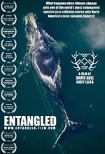 Watch Entangled: The Race to Save Right Whales from Extinction Vodly