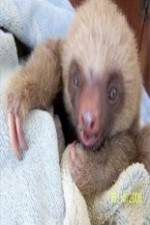 Watch Too Cute! Baby Sloths Vodly