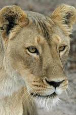 Watch Last Lioness: National Geographic Vodly