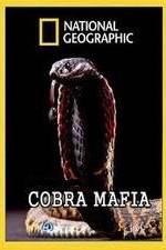 Watch National Geographic Cobra Mafia Vodly