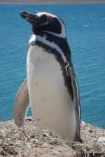 Watch National Geographic Wild Chronicles: Penguins Vodly