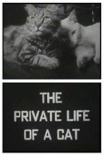 Watch The Private Life of a Cat Vodly