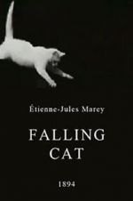 Watch Falling Cat Vodly