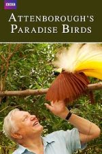 Watch Attenborough's Paradise Birds Vodly