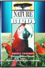 Watch PBS Nature - Extraordinary Birds Vodly