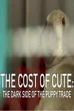 Watch The Cost of Cute: The Dark Side of the Puppy Trade Vodly