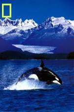 Watch National Geographic Killer Whales Of The Fjord Vodly