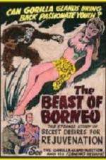 Watch The Beast of Borneo Vodly