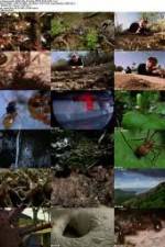 Watch National Geographic Wild - City Of Ants Vodly