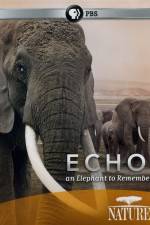 Watch Echo: An Elephant to Remember Vodly