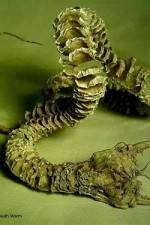 Watch Mongolian Death Worm Vodly