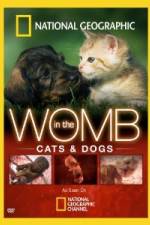 Watch National Geographic In The Womb  Cats Vodly