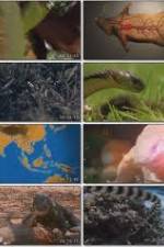 Watch National Geographic Wild : Deadliest Animals Asia Pacific Vodly