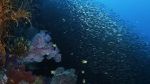 Watch Wild Window: Bejeweled Fishes Vodly