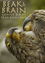 Watch Beak & Brain - Genius Birds from Down Under Vodly