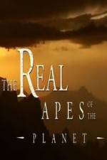 Watch The Real Apes of the Planet Vodly