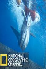 Watch National Geographic Shark Men Surfs Up Vodly