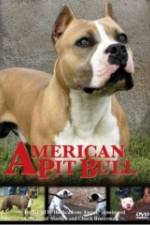 Watch American Pit Bull Vodly