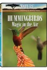 Watch Hummingbirds Magic in the Air Vodly