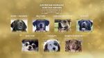 Watch American Humane Hero Dog Awards: 10th Anniversary Celebration (TV Special 2020) Vodly