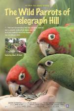 Watch The Wild Parrots of Telegraph Hill Vodly