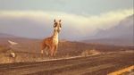 Watch Caminandes: Llama Drama (Short 2014) Vodly