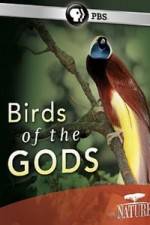 Watch Birds Of The Gods Vodly