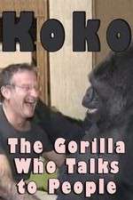 Watch Koko: The Gorilla Who Talks to People Vodly