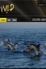 Watch National Geographic Wild Dolphin Army Vodly