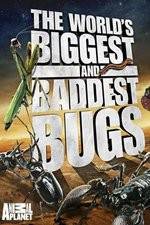 Watch Worlds Biggest and Baddest Bugs Vodly